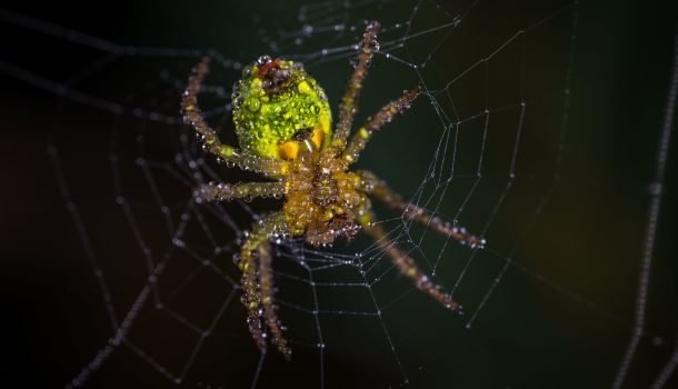 Zoofobie, aver paura di alcuni animali